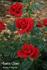 Santa Claus rose photo