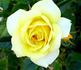Golden Sunblaze™ rose photo