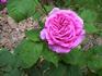 L'Ami Maubray rose photo