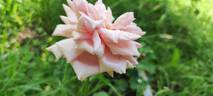 Rhodologue Jules Gravereaux rose photo