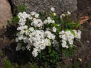Anna-Maria de Montravel rose photo