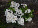 Anna-Maria de Montravel rose photo