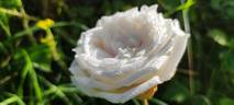 Madame Jean-Pierre Soupert rose photo