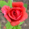Crown Jewel rose photo