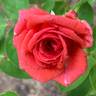 Crown Jewel rose photo