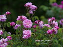 Belle des Jardins rose photo