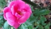 Chabadabada rose photo