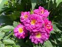 Marc Bolan rose photo