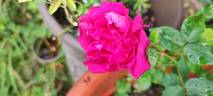 Duchesse d'Alba rose photo