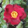 18PAK02 rose photo
