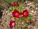 18PAK02 rose photo