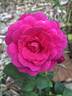 Joyberry rose photo