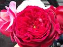 18Sq02 rose photo