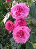 Zaide rose photo