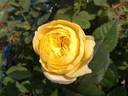 18N4008 rose photo