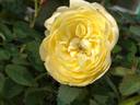 18N4008 rose photo
