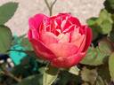 18LA04 rose photo