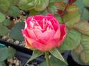 18LA04 rose photo