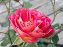 18LA04 rose photo