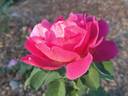 18LA04 rose photo