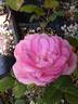 18JG01 rose photo