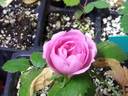 18JG01 rose photo