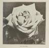 Jules Finger rose photo