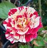 Edgar Degas ® rose photo