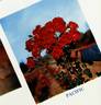 Pacific rose photo