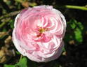 Lady Emily Peel rose photo