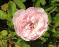 Lady Emily Peel rose photo