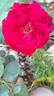 Jubilé Papa Meilland ® rose photo