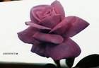 Eminence ® rose photo