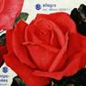 Allegro ® rose photo