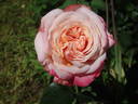 Kordes' Jubilee rose photo