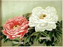 Haku-Rakuten peony photo