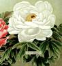 Haku-Rakuten peony photo