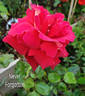 Never Forgotten rose photo