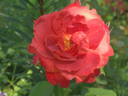 Hot Chocolate rose photo