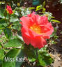 Miss Kate rose photo
