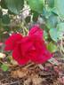 Papworth's Pride rose photo