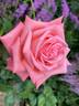 Norma Major rose photo