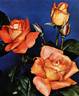 Attraction rose photo