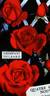 Grimpant Delbard rose photo
