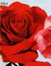 Impeccable rose photo