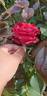 Admiral rose photo