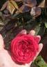 Admiral rose photo