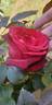 Admiral rose photo