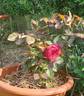 Admiral rose photo