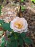 Brown Sequoia rose photo
